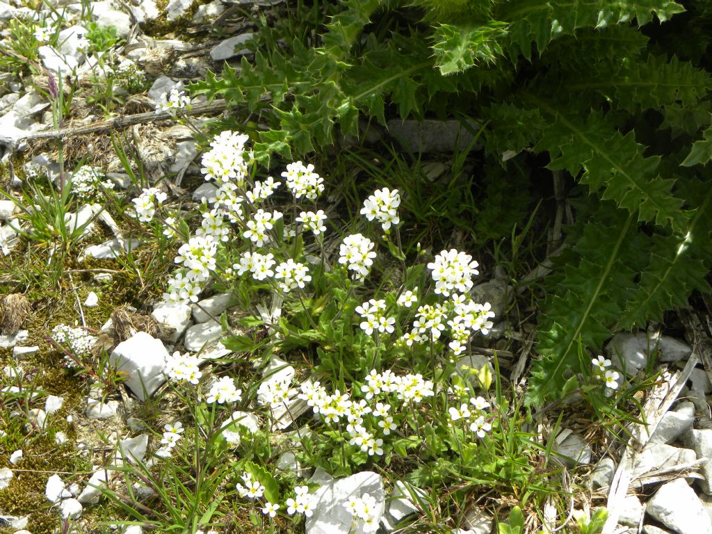 Brassicaceae: Arabis alpina